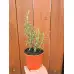 Разсад Розмарин Rosmarinus officinalis
