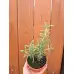 Разсад Розмарин Rosmarinus officinalis