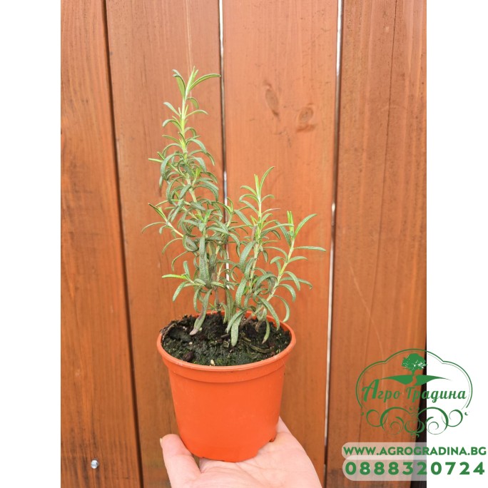 Разсад Розмарин Rosmarinus officinalis