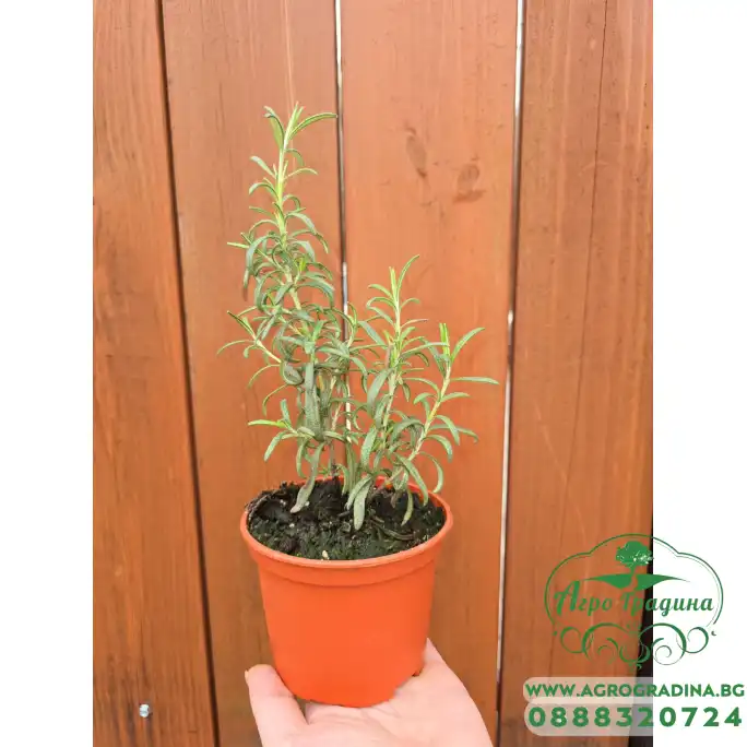 Разсад Розмарин Rosmarinus officinalis Разсад Розмарин Rosmarinus officinalis