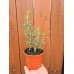 Разсад Розмарин Rosmarinus officinalis