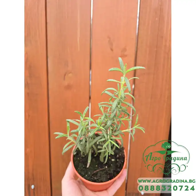 Разсад Розмарин Rosmarinus officinalis Разсад Розмарин Rosmarinus officinalis