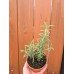 Разсад Розмарин Rosmarinus officinalis