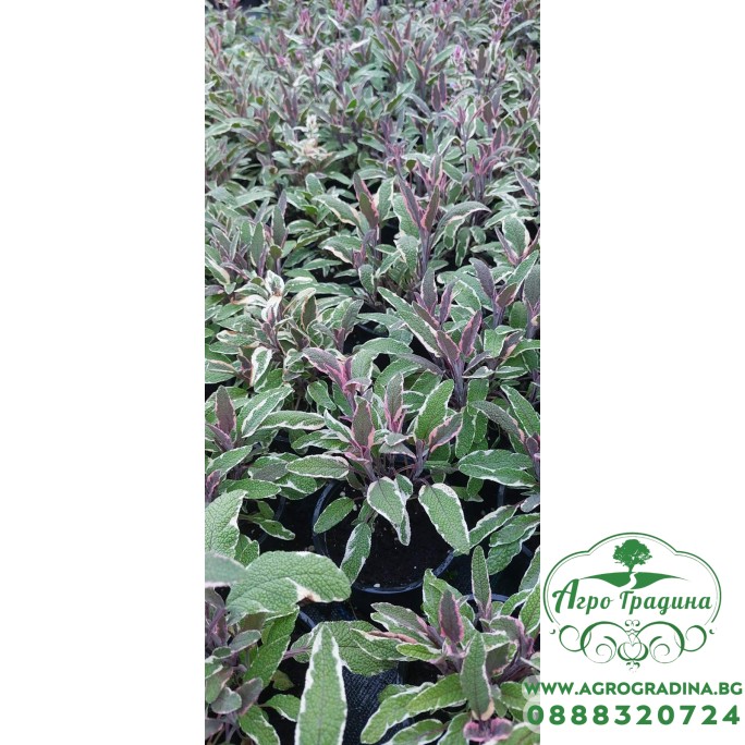 Разсад Салвия - шарена  / Salvia officinalis