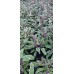 Разсад Салвия - шарена  / Salvia officinalis