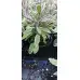 Разсад Салвия - шарена Salvia officinalis