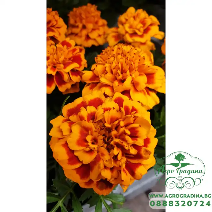 Тагетес ( Турта ) - разсад 10бр. опаковка Тагетес ( Турта ) - разсад 10бр. опаковка