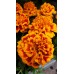 Тагетес ( Турта ) - разсад 10бр. опаковка