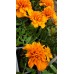 Тагетес ( Турта ) - разсад 10бр. опаковка
