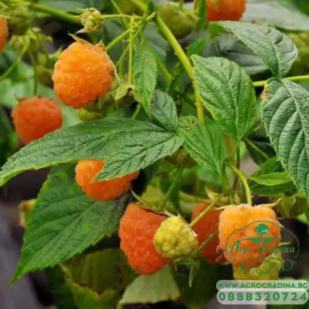 Жълта Малина Rubus idaeus Fallgold