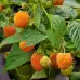 Жълта Малина Rubus idaeus Fallgold