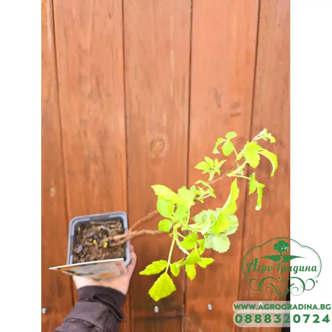 Жълта Малина Rubus idaeus Fallgold Жълта Малина Rubus idaeus Fallgold