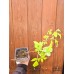 Жълта Малина Rubus idaeus Fallgold – Разсад