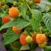 Жълта Малина Rubus idaeus Fallgold – Разсад