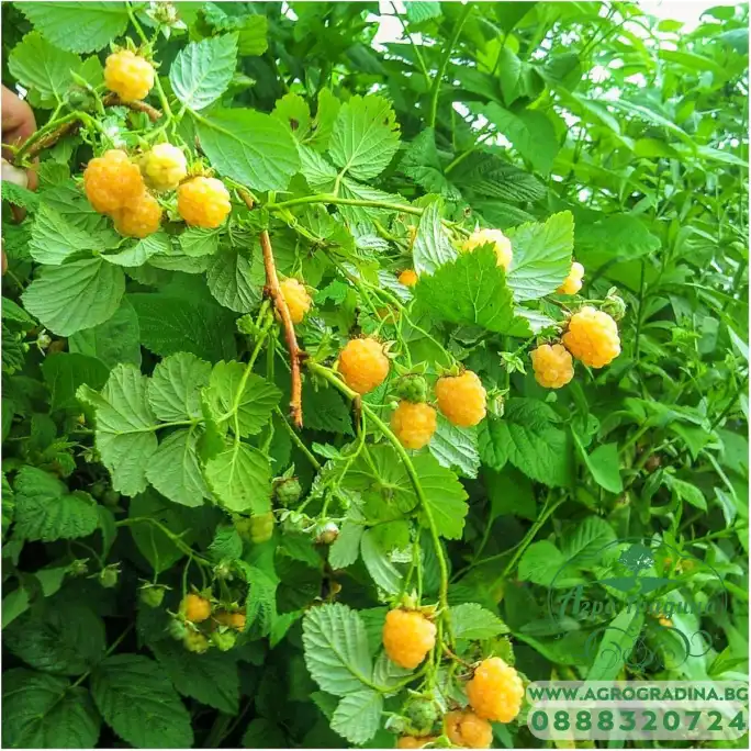 Жълта Малина Rubus idaeus Fallgold Жълта Малина Rubus idaeus Fallgold