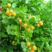Жълта Малина Rubus idaeus Fallgold – Разсад