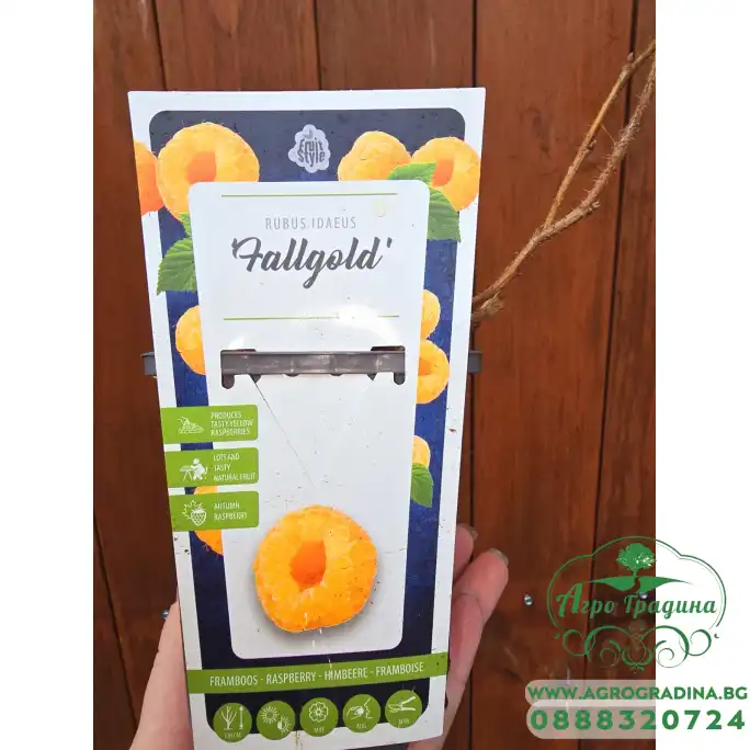 Жълта Малина Rubus idaeus Fallgold Жълта Малина Rubus idaeus Fallgold