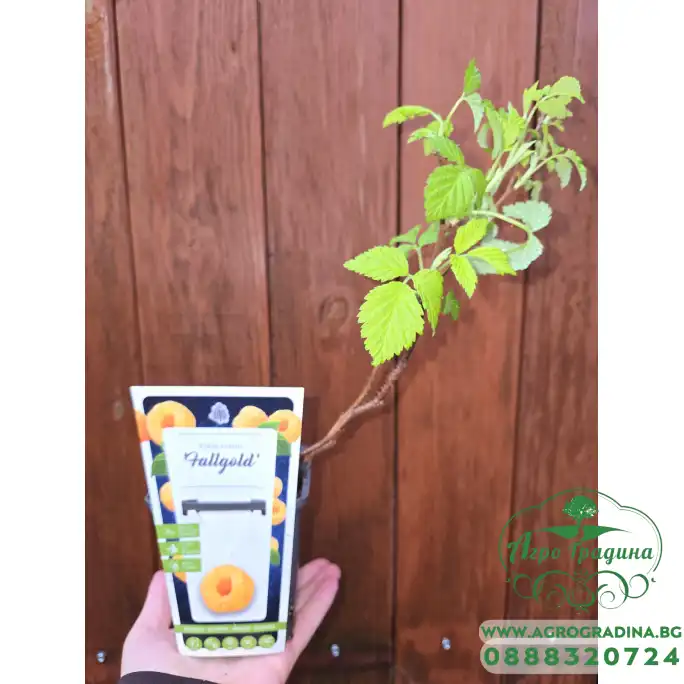Жълта Малина Rubus idaeus Fallgold Жълта Малина Rubus idaeus Fallgold