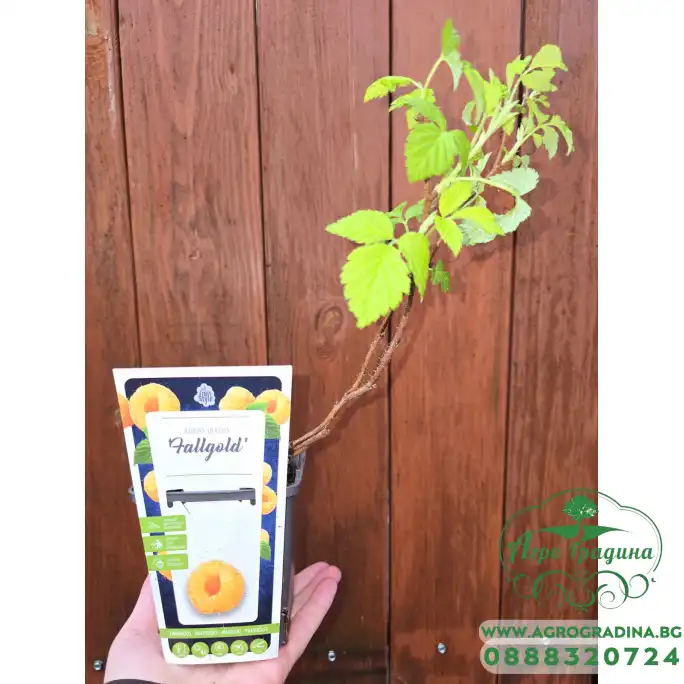 Жълта Малина Rubus idaeus Fallgold Жълта Малина Rubus idaeus Fallgold