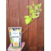 Жълта Малина Rubus idaeus Fallgold – Разсад