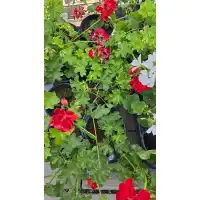 Сакъзче (Пеларгониум) Pelargonium peltatum в саксия