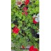 Сакъзче (Пеларгониум) / Pelargonium peltatum в саксия