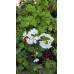 Сакъзче (Пеларгониум) / Pelargonium peltatum в саксия