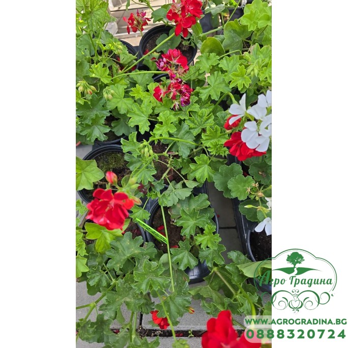 Сакъзче (Пеларгониум) Pelargonium peltatum в саксия