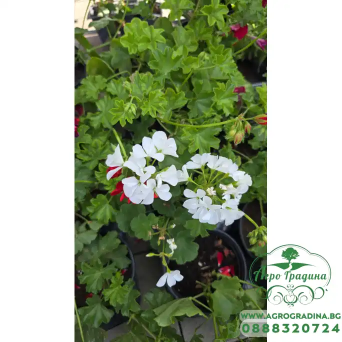 Сакъзче (Пеларгониум) Pelargonium peltatum в саксия Сакъзче (Пеларгониум) Pelargonium peltatum в саксия