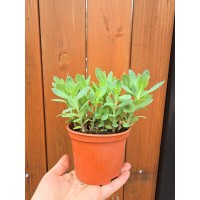 Седум (Дебела Мара) в саксия / Sedum maxima