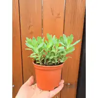 Седум (Дебела Мара) в саксия Sedum maxima