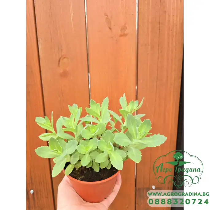 Седум (Дебела Мара) в саксия Sedum maxima Седум (Дебела Мара) в саксия Sedum maxima