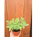 Седум (Дебела Мара) в саксия Sedum maxima – Разсад