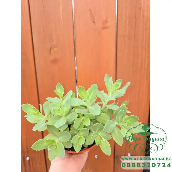 Седум (Дебела Мара) в саксия Sedum maxima Седум (Дебела Мара) в саксия Sedum maxima
