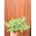 Седум (Дебела Мара) в саксия Sedum maxima – Разсад