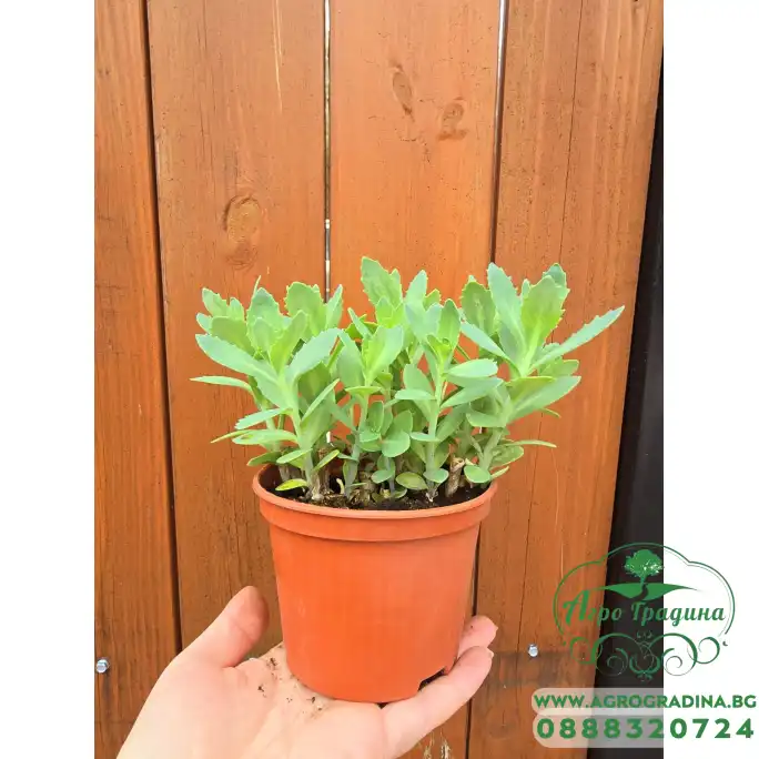 Седум (Дебела Мара) в саксия Sedum maxima Седум (Дебела Мара) в саксия Sedum maxima