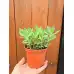 Седум (Дебела Мара) в саксия Sedum maxima – Разсад