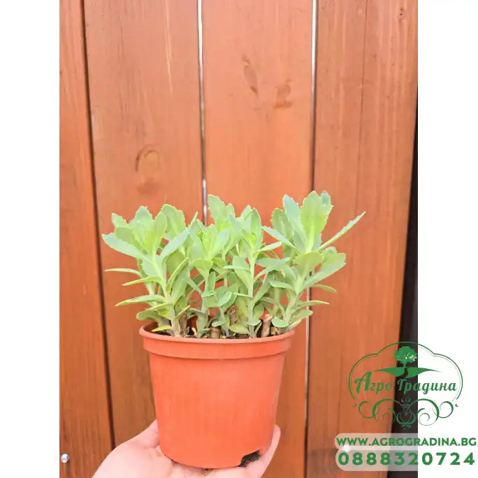 Седум (Дебела Мара) в саксия Sedum maxima Седум (Дебела Мара) в саксия Sedum maxima