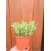 Седум (Дебела Мара) в саксия Sedum maxima – Разсад