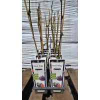 Разсад Смокиня Brown Turkey