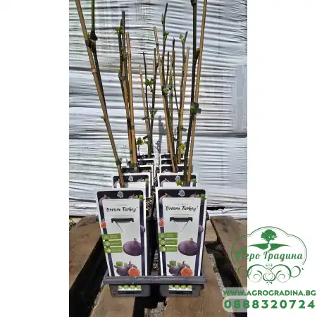 Разсад Смокиня Brown Turkey