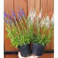 Вероника (Великденче) Verónica в саксия (РЕАЛНИ СНИМКИ)