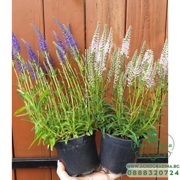 Вероника (Великденче) Verónica в саксия (РЕАЛНИ СНИМКИ)