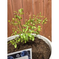 Засадена боровинка в дренажна саксия с кисел торф 