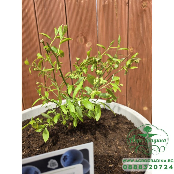 Засадена боровинка в дренажна саксия с кисел торф 