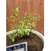 Засадена боровинка в дренажна саксия с кисел торф 