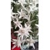 Еделвайс в саксия с ЦЪФТЕЖ / Edelweiss Stella Alpina white