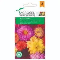 Далия Кичеста Микс Dahlia variabilis