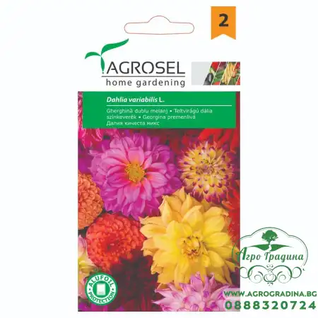 Далия Кичеста Микс Dahlia variabilis