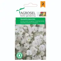 Гипсофила Gypsophila elegans Beib